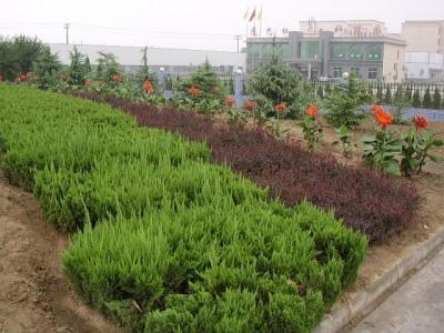供应潍坊丽景园林景观设计|丽景园林绿化工程